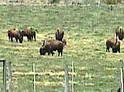 Buffalo along the trail