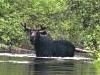 Wilderness Learning: Quetico Style