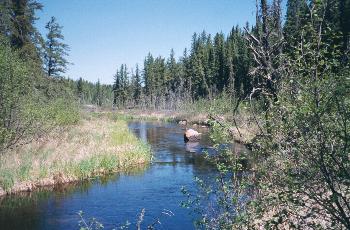 Woodland Caribou Park