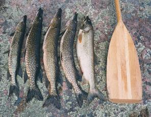 The day's catch - Bigshell Lake