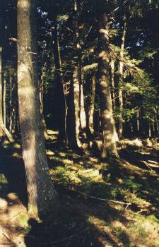 Sylvania Forest, Michigan