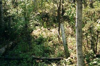 Walking to the high ground - Woodland Caribou Park