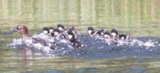 Loons - Woodland Caribou Park