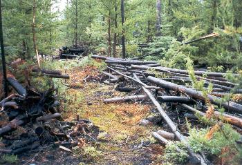 portaging through an old burn area