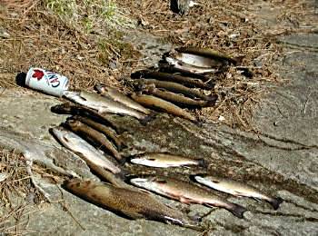 Catch of the Day - Algonquin Park, Ontario