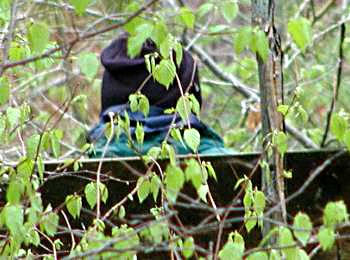 Norm on the privy - Algonquin Park, Ontario