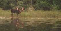 A moose feeding along the shores of the falls chain