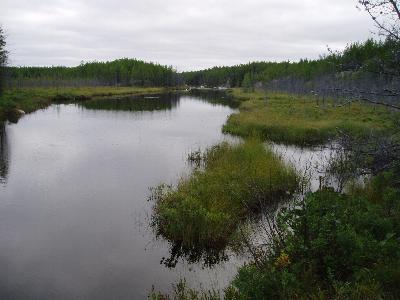 A creek in Woodland Caribou Park