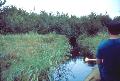 The channel narrows and leads into tag alder
