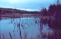 A beaver pond on the way to Obukowin Lake