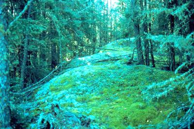 A moss covered ridge climbs into the forest behind our camp