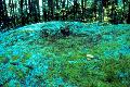 Moose bed behind our campsite