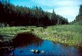 Going west on the Wanipigow River - a good high water day