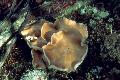 Mushrooms on a portage in Broken Arrow Lake