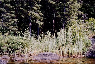 Adventure Creek Portage - Woodland Caribou Park, Ontario