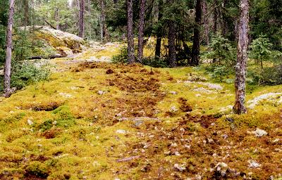 Caribou tracks and torn up lichen at Mather Lake