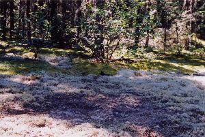 Spruce Grouse Grit Hole