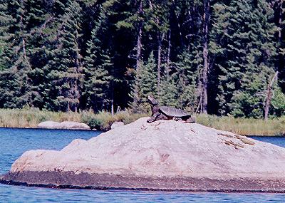 SnapperTurtle - Woodland Caribou park