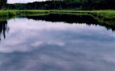 The Creek to My Lake - Woodland Caribou Park