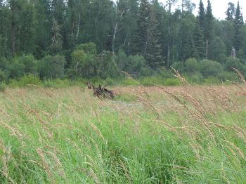 Moose on Larus Creek - Woodland Caribou Park