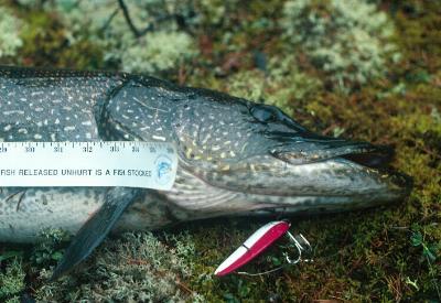 42 inch Norther Pike - South end of 225 meter Portage