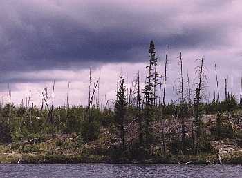 Fire Scarred Shores - Woodland Caribou Park