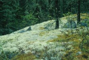 5th portage southwest of Murdock Lake
