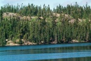 Royd Lake - Woodland Caribou Park
