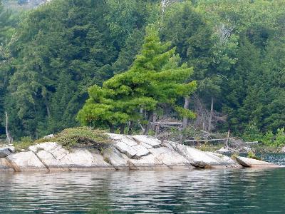Trees on Killarney Lake