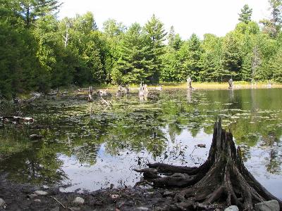 Stumped cove on Balsam Lake - Killarney Provincial Park