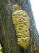 Brain Looking Fungi