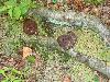 Fungi on a portage