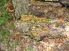 Tawny Cystoderma