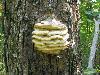 Layer-Looking Fugus