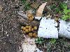 Birch Bolete mushrooms