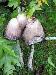 Cluster of cloned mushrooms