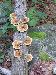 Cluster of Artits's Conchs