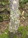 Green Polypores on Tree