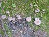 Gray Milk Mushrooms