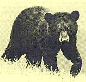 bear