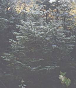 Balsam pine tree blanketed with spider webs - Algonquin Park