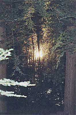Sun's reflection through the woods on Three Mile Lake - Algonquin Park, Canada