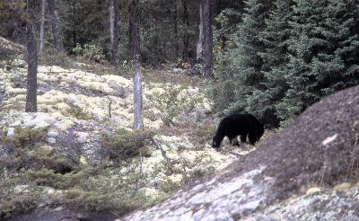 ...there was a bear across Royd Creek