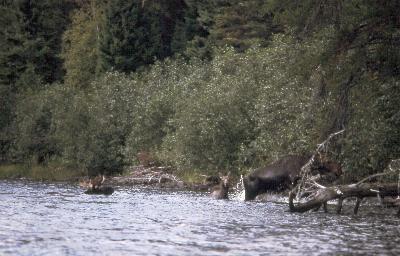"the cow spotted us and led the whole parade ...into the trees."