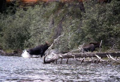 Bull moose