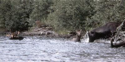 Moose on the east arm of Murdock