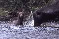 Moose on the east arm of Murdock