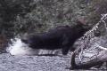 Bull moose following a cow