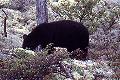 A bear along Royd creek