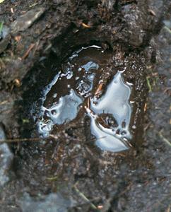 moose print